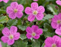 Erodium \ Bishop\'s Form\  : godet de 9x9 cm - 0,6 litre