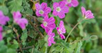 Erodium \ Bishop\'s Form\  : godet de 9x9 cm - 0,6 litre