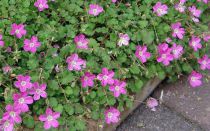 Erodium \ Bishop\'s Form\  : godet de 9x9 cm - 0,6 litre