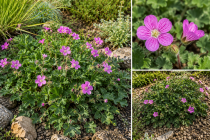 Erodium \ Bishop\'s Form\  : godet de 9x9 cm - 0,6 litre