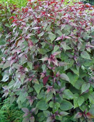 Eupatorium rugosum \'Chocolate\' : godet de 9x9 cm - 0,6 litre