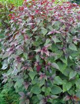 Eupatorium rugosum \'Chocolate\' : godet de 9x9 cm - 0,6 litre