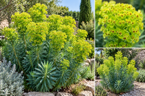 Euphorbia characias / Euphorbe : godet 9 cm � 5/15 cm