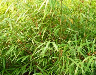 Fargesia scabrida \'Asian Wonder\' - Bambou \'Asian Wonder\' : propos� en taille 60/+cm - 100/+cm - 125/+cm - 150/+cm