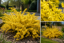 Forsythia Mar&eacute;e d\'Or : Taille 10/15 cm - Godet 9x9 cm