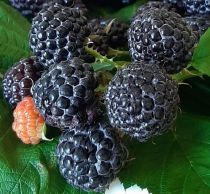 Framboisier \'Black Jewel (Rubus idaeus \'Black Jewel\') : 30/50 cm - pot de 2 litres