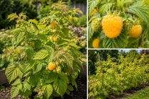 Framboisier Jaune \'Golden Everest\' (Rubus idaeus \'Golden Everest\')&nbsp;: 30/50 cm - pot de 2 litres