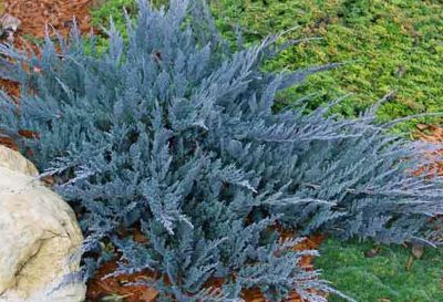 Gen�vrier horizontalis �Blue Chip� : taille 20/30 cm - pot de 3 litres