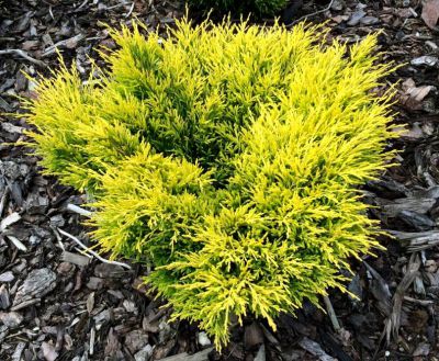 Gen�vrier horizontalis �Lime Glow� : taille 15/20 cm - pot de 2,5 litres