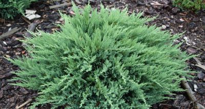Gen�vrier sabine \'Tamariscifolia\'