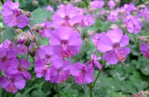 Geranium cantabrigiense \'Karmina\' : godet de 9x9 cm - 0,6 litre