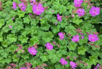 Geranium cantabrigiense \'Karmina\' : godet de 9x9 cm - 0,6 litre