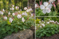 Geranium cantabrigiense \'St Ola\' - G&eacute;ranium de Cambridge blanc : godet&nbsp;9 &times; 9&nbsp;cm&nbsp;�&nbsp;0,6&nbsp;litre