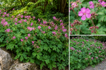 Geranium macrorrhizum \'Bevan\'s Variety\' : Godet de 9x9 cm - 0,6 litre