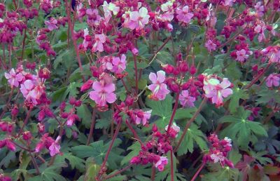 Geranium macrorrhizum \'Ingwersen\'s Variety\'�: godet de 9x9 cm - 0,6 litre