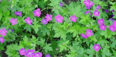 G�ranium palustre - G�ranium des marais : godet de 9x9 cm - 0,6 litres
