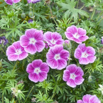 G�ranium vivace Elke : godet de 9x9 cm - 0,6 litre