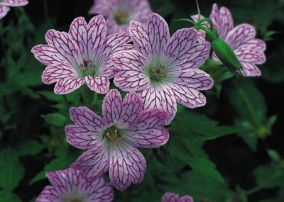 G�ranium vivace Versicolor : godet de 9x9 cm - 0,6 litre