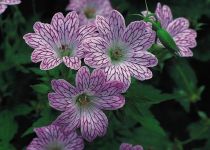 Géranium vivace Versicolor : godet de 9x9 cm - 0,6 litre