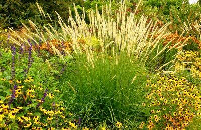 Herbe aux �couvillons macrourum White Lancer : pot de 2 litres