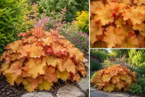 Heuchera \'Caramel\' : Godet de 9x9 cm