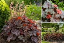 Heuchera \'Cherry Cola\' &reg; / Heuch&egrave;re vivace&nbsp;: godet 9 &times; 9 cm � 0,6 litre