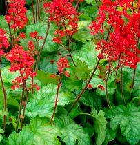 Heuchera \'Coral Forest\'  : godet de 9x9 cm - 0,6 litre