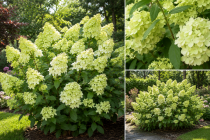 Hortensia &agrave; Panicules \'Limelight\' : Taille 40/50 cm - Pot de 3 litres