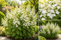Hortensia &agrave; Panicules \'Tardiva\' : Taille 40/50 cm - Pot de 3 litres