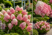 Hortensia &agrave; panicules Vanille-Fraise&reg; : Taille 40/60 cm - Pot de 3 litres