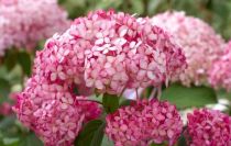 Hortensia arborescens \'Candybelle Bubblegum : pot de 3 litres