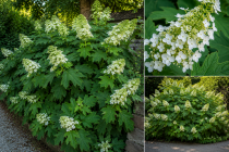Hortensia feuilles de ch&ecirc;ne : Taille 30 cm - Pot de 3 litres