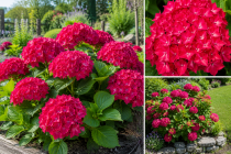 Hortensia Macrophylla \' Leutchfeuer\' : Taille 30/+ cm - Pot de 2 litres