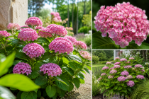 Hortensia Macrophylla \'Ayesha\' : Taille 25/30 cm - Pot de 2 litres