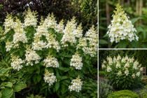 Hortensia Panicul&eacute; \'Kyushu\' : Taille 40/50 cm - Pot de 3 litres