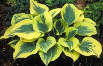 Hosta \'Liberty\' : godet 9x9 cm