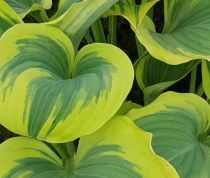 Hosta \'Liberty\' : godet 9x9 cm