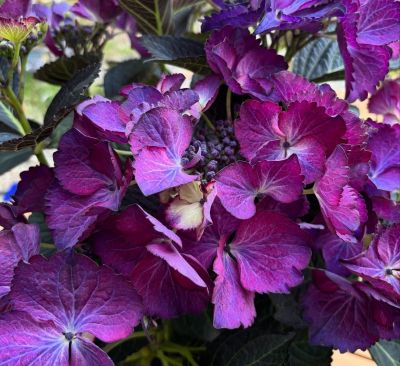 Hydrangea - Hortensia macrophylla \'Black Diamonds\' � : taille 40/60 cm - pot de 5 litres