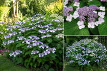 Hydrangea \'Villosa\' : Taille 20/30 cm - Pot de 3 litres