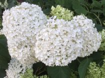 Hydrangea arborescens \'Annabelle\' : Taille 30/50 cm - Pot de 3 litres