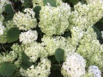 Hydrangea arborescens \'Annabelle\' : Taille 30/50 cm - Pot de 3 litres