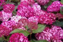  Hydrangea arborescens \'Ruby Annabelle\'  :  pot de 3 litres  40/60 cm