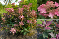 Hydrangea asper Hot Chocolate : Pot de 3 litres
