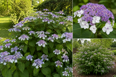 HYDRANGEA ASPERA SUBSP. SARGENTIANA :  Taille 20/30 cm - Pot de 2 litres
