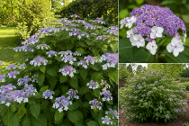 HYDRANGEA ASPERA SUBSP. SARGENTIANA :  Taille 20/30 cm - Pot de 2 litres