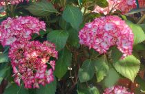 Hydrangea macrophylla \'Hovaria Mirai\' / Hortensia : pot de 3,5 litres  20/30 cm