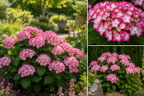Hydrangea macrophylla \'Hovaria Mirai\' / Hortensia&nbsp;: pot de 3,5 litres � 20/30 cm
