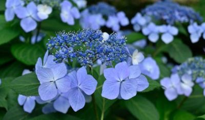 Hydrangea macrophylla \'Zorro\' � / Hortensia�: taille 40/60 cm � pot de 3 litres