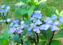 Hydrangea macrophylla \'Zorro\' ® / Hortensia : taille 40/60 cm  pot de 3 litres
