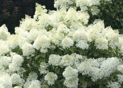 Hydrangea paniculata \'Bobo\' � - Hortensia panicul� nain�: taille 30/50 cm � pot de 3 litres